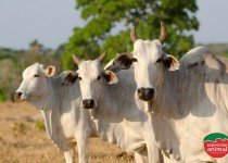 Como os remédios homeopáticos ajudam a evitar perdas na produção bovina