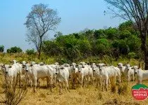 Importância da rápida intervenção em casos de intoxicação bovina
