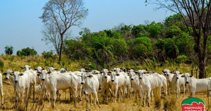 Importância da rápida intervenção em casos de intoxicação bovina