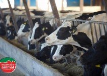 Mamite bovina e a importância da prevenção na saúde e bem-estar das vacas leiteiras