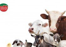 Quais as vantagens do uso de medicamentos homeopáticos para bovinos? 