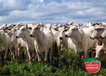 Como controlar moscas de chifre em bovinos: soluções homeopáticas para produtores rurais