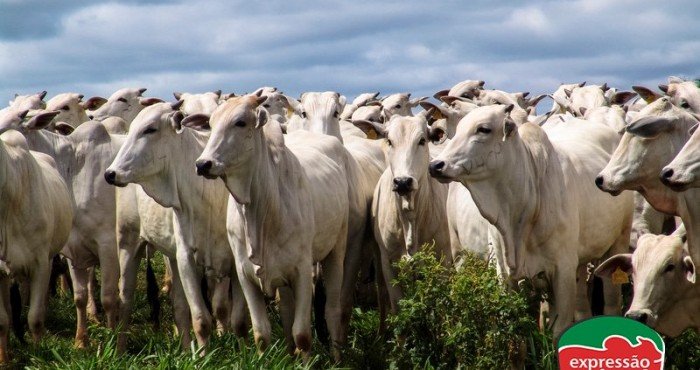 Como controlar moscas de chifre em bovinos: soluções homeopáticas para produtores rurais