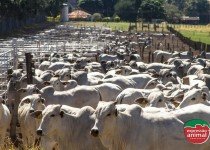 Quais os riscos para os produtores rurais e como prevenir Sodomia Bovina ou Trepação entre Gado