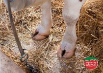 A importância do tratamento rápido e adequado de doenças de casco em bovinos