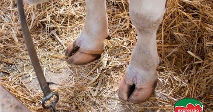 A importância do tratamento rápido e adequado de doenças de casco em bovinos