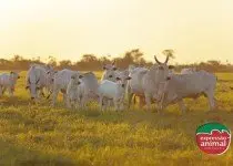 Moscas de chifre: como afetam o bem-estar animal e o que os produtores podem fazer para ajudar