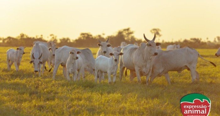 Moscas de chifre: como afetam o bem-estar animal e o que os produtores podem fazer para ajudar