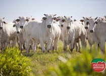 Fotossensibilização bovina: o que é e como evitar