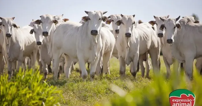 Fotossensibilização bovina: o que é e como evitar