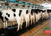 Gabarro em bovinos: sintomas, tratamento e como a Expressão Animal pode ajudar