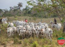 Conheça as plantas tóxicas para o gado e saiba como evitar os danos causados na pecuária