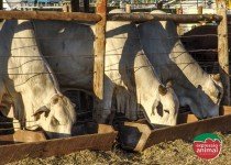 Estresse bovino: como diminuir a agressividade e evitar a sodomia