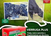 Riscos da papilomatose bovina e como tratar