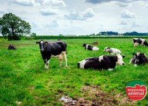 Danos da mastite bovina para o rebanho e o produtor e como controlá-la