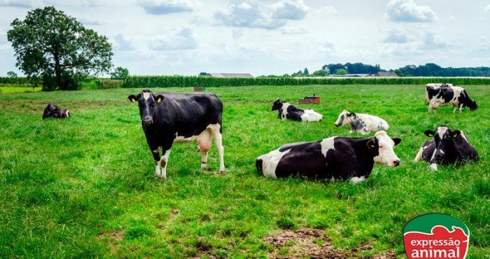 Danos da mastite bovina para o rebanho e o produtor e como controlá-la