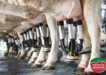 Controlar o Gabarro com o uso de remédios homeopáticos