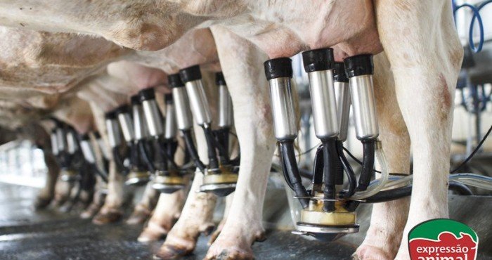 Controlar o Gabarro com o uso de remédios homeopáticos