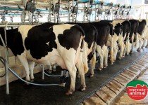 Evitando a redução no desempenho de vacas leiteiras por conta da mastite bovina