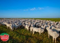 Aumentar o ganho de peso bovino naturalmente: É possível, quais as principais dicas?