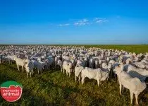 Aumentar o ganho de peso bovino naturalmente: É possível, quais as principais dicas?