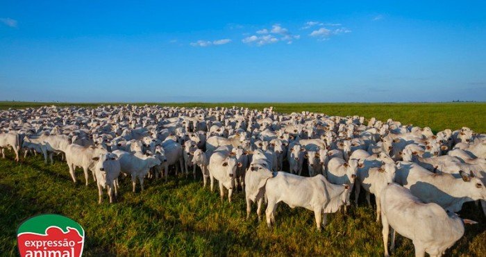 Aumentar o ganho de peso bovino naturalmente: É possível, quais as principais dicas?