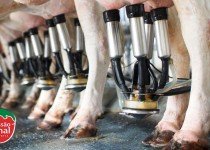 Principais doenças de casco em bovinos: como identificar e tratar de maneira natural e eficaz