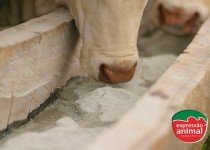 Redução do prejuízo causado pela sodomia bovina nos confinamentos