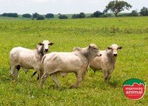 Ganho de peso bovino: como aumentar seu rendimento com remédios homeopáticos