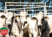 Como prevenir a sodomia bovina com o uso de medicamentos homeopaticos