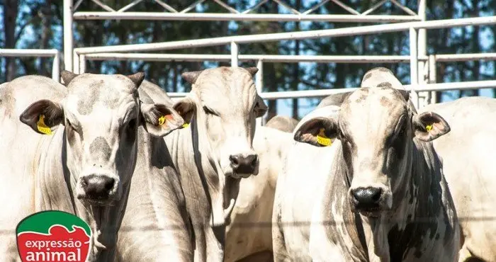Como prevenir a sodomia bovina com o uso de medicamentos homeopaticos