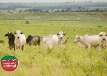 Quais os principais riscos da mosca de chifre e como prevenir?