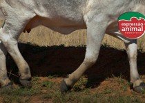 Consequências econômicas e produtivas das doenças de casco em bovinos de corte e leite