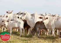 Ganho de peso bovino: como potencializar sua criação de forma natural