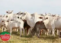 Ganho de peso bovino: como potencializar sua criação de forma natural