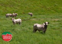 Quais os principais benefícios da homeopatia para gado de corte?