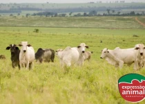 Como a homeopatia para bovinos pode ser uma alternativa natural e eficaz para o controle de parasitas