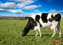 Principais doenças de bovinos leiteiros e como tratar de forma natural