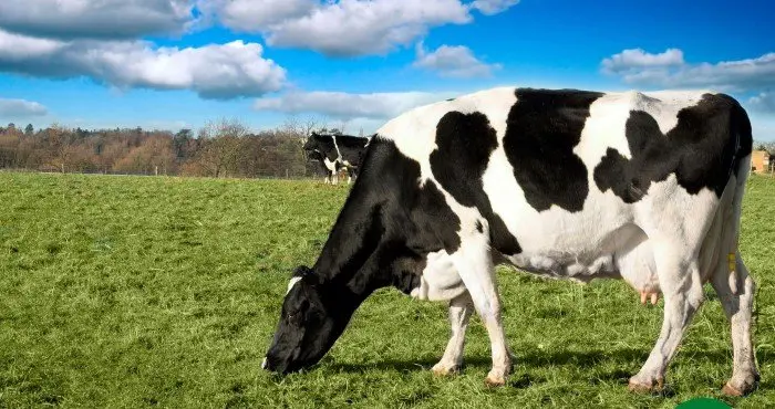 Principais doenças de bovinos leiteiros e como tratar de forma natural