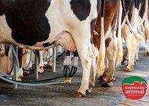 Doenças de casco em bovinos: prevenção natural com homeopatia