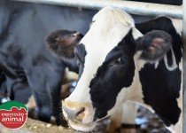 Riscos da Figueira Bovina e a Importância de um Tratamento Rápido