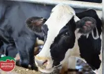 Riscos da Figueira Bovina e a Importância de um Tratamento Rápido