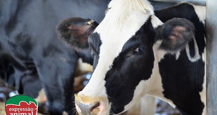 Riscos da Figueira Bovina e a Importância de um Tratamento Rápido