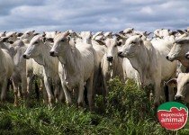 Qual a importância de identificar plantas tóxicas no pasto e como tratar em caso de intoxicação