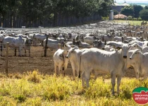Sodomia em confinamento de bovinos: saiba como evitar de forma segura e sem manejo
