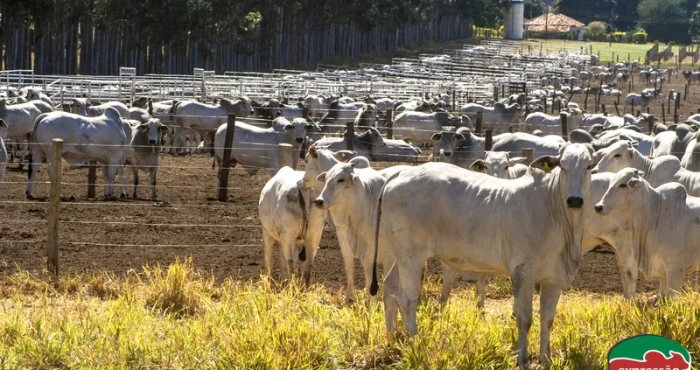Sodomia em confinamento de bovinos: saiba como evitar de forma segura e sem manejo