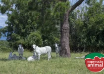 Riscos da fotossensibilização bovina e como tratar