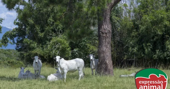 Riscos da fotossensibilização bovina e como tratar
