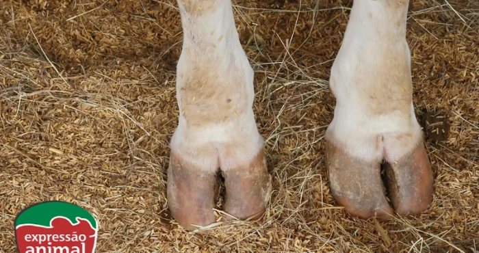 Os problemas  das doenças de casco e a importância do tratamento rápido