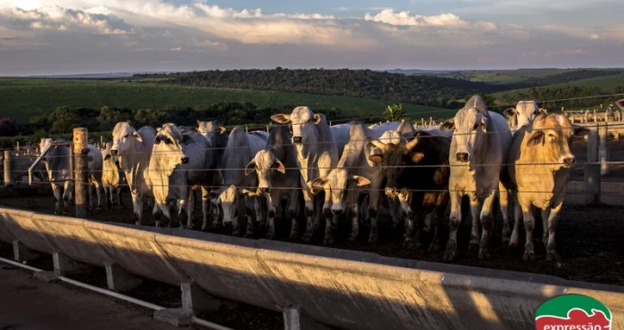 Como identificar a Sodomia Bovina e tratar de forma natural?